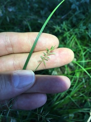 Cyperus thyrsiflorus
