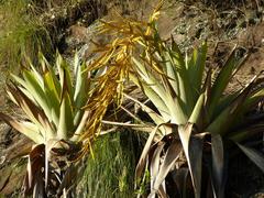 Tillandsia samaipatensis