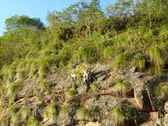 Tillandsia samaipatensis