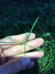 Cyperus thyrsiflorus