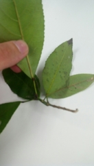 Elaeocarpus japonicus