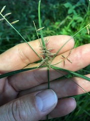 Cyperus thyrsiflorus