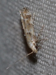 Coleotechnites coniferella