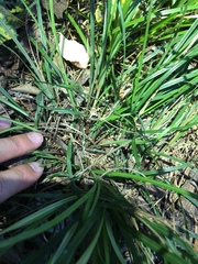 Cyperus thyrsiflorus