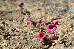 Diplacus constrictus