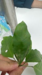 Elaeocarpus japonicus