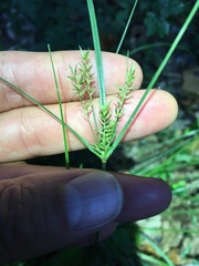 Cyperus thyrsiflorus