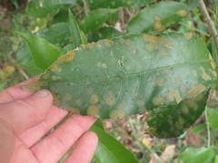 Cephaleuros lagerheimii