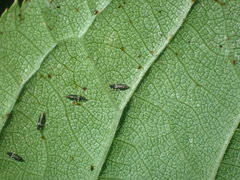 Heliothrips haemorrhoidalis