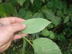 Heliothrips haemorrhoidalis