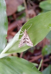Diasemia accalis