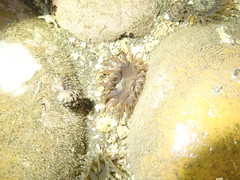 Anthopleura buddemeieri