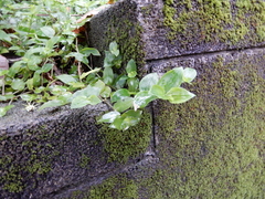 Diasemia accalis