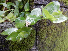 Diasemia accalis