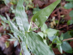 Diasemia accalis
