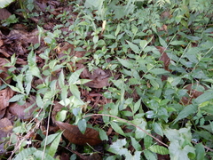 Diasemia accalis