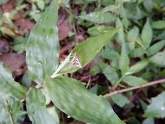 Diasemia accalis
