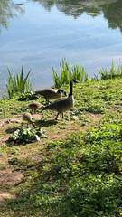 Branta canadensis