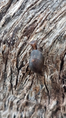 Succinea macgillivrayi