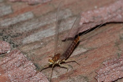 Ephemerellidae