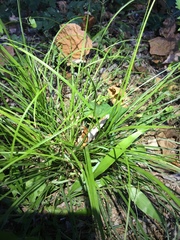 Cyperus thyrsiflorus
