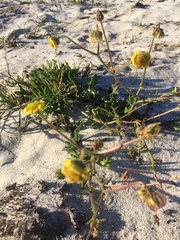 Osteospermum dentatum