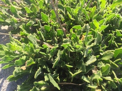 Osteospermum dentatum