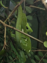 Naultinus punctatus