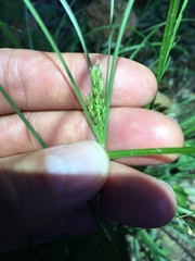 Cyperus thyrsiflorus