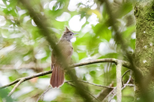 Penan Bulbul (Alophoixus ruficrissus), photo 10