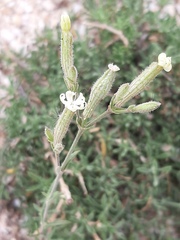 Silene thymifolia