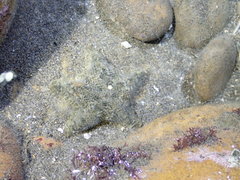 Aquilonastra