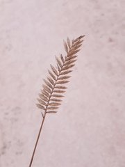 Agropyron dasyanthum
