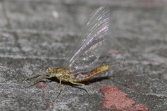 Ephemerellidae