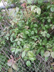 Toxicodendron diversilobum