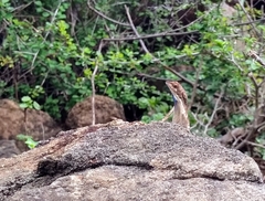 Sitana ponticeriana