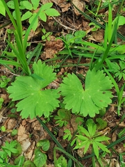 Aconitum lasiostomum