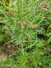 Grevillea triternata