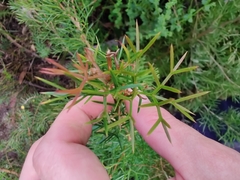 Grevillea triternata