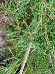 Grevillea triternata