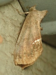 Hypsoropha hormos