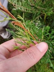 Grevillea triternata