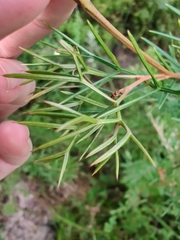Grevillea triternata
