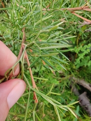Grevillea triternata