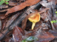 Amanita xanthocephala