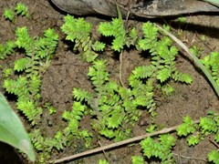 Selaginella ciliaris