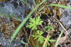 Geranium bicknellii