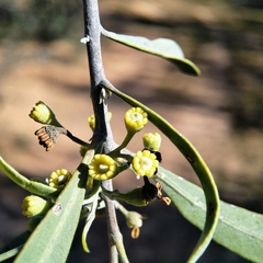 Alectryon oleifolius canescens