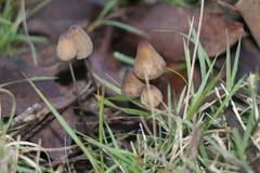 Mycena cystidiosa