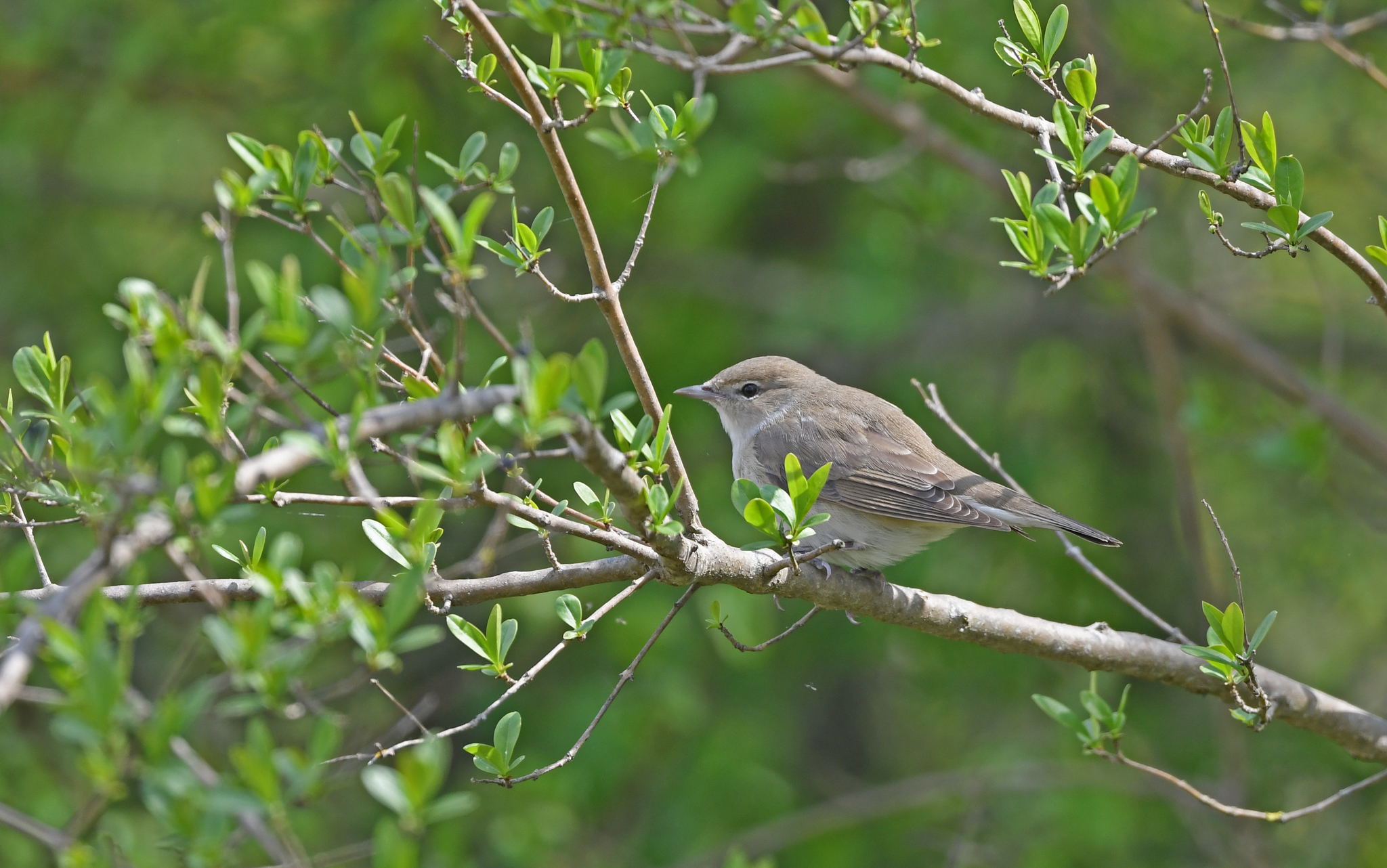 Garden Warbler (Sylvia borin)